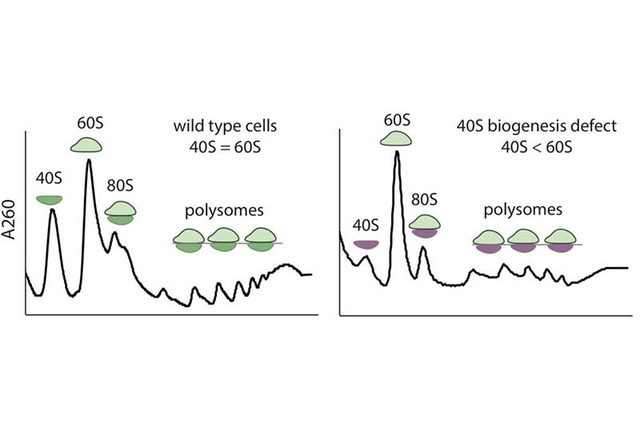 Stowers Institute | Research