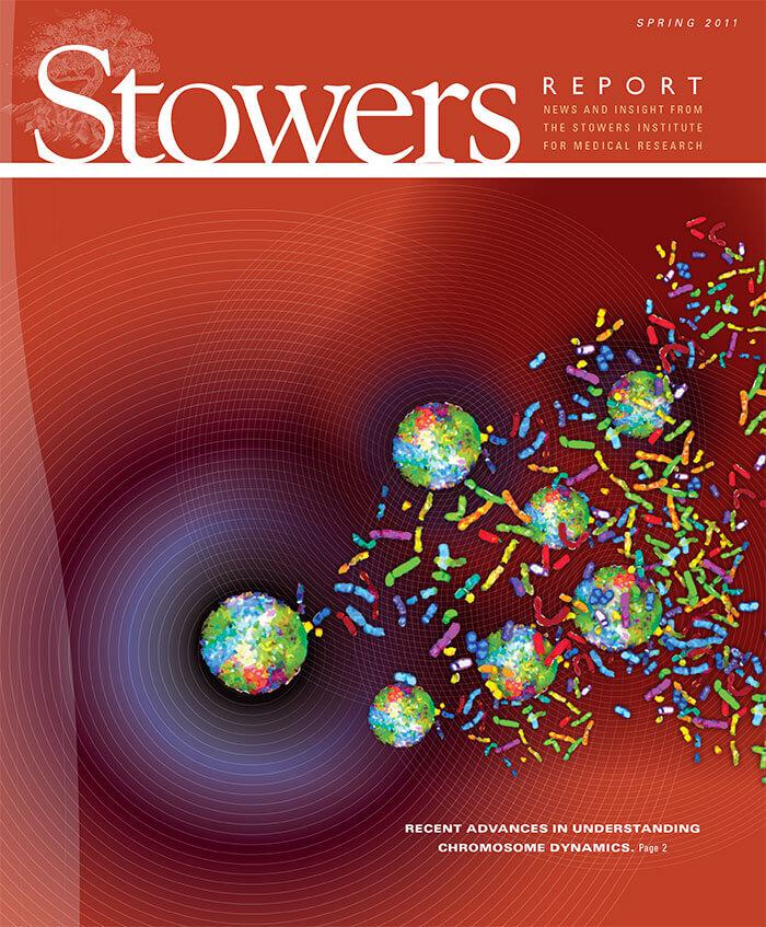 Cover of the 2011 Spring Stowers Report, the newsletter of the Stowers Institute