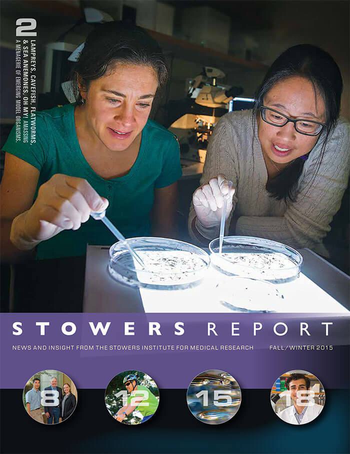 Cover of the 2015 Fall Stowers Report, the newsletter of the Stowers Institute