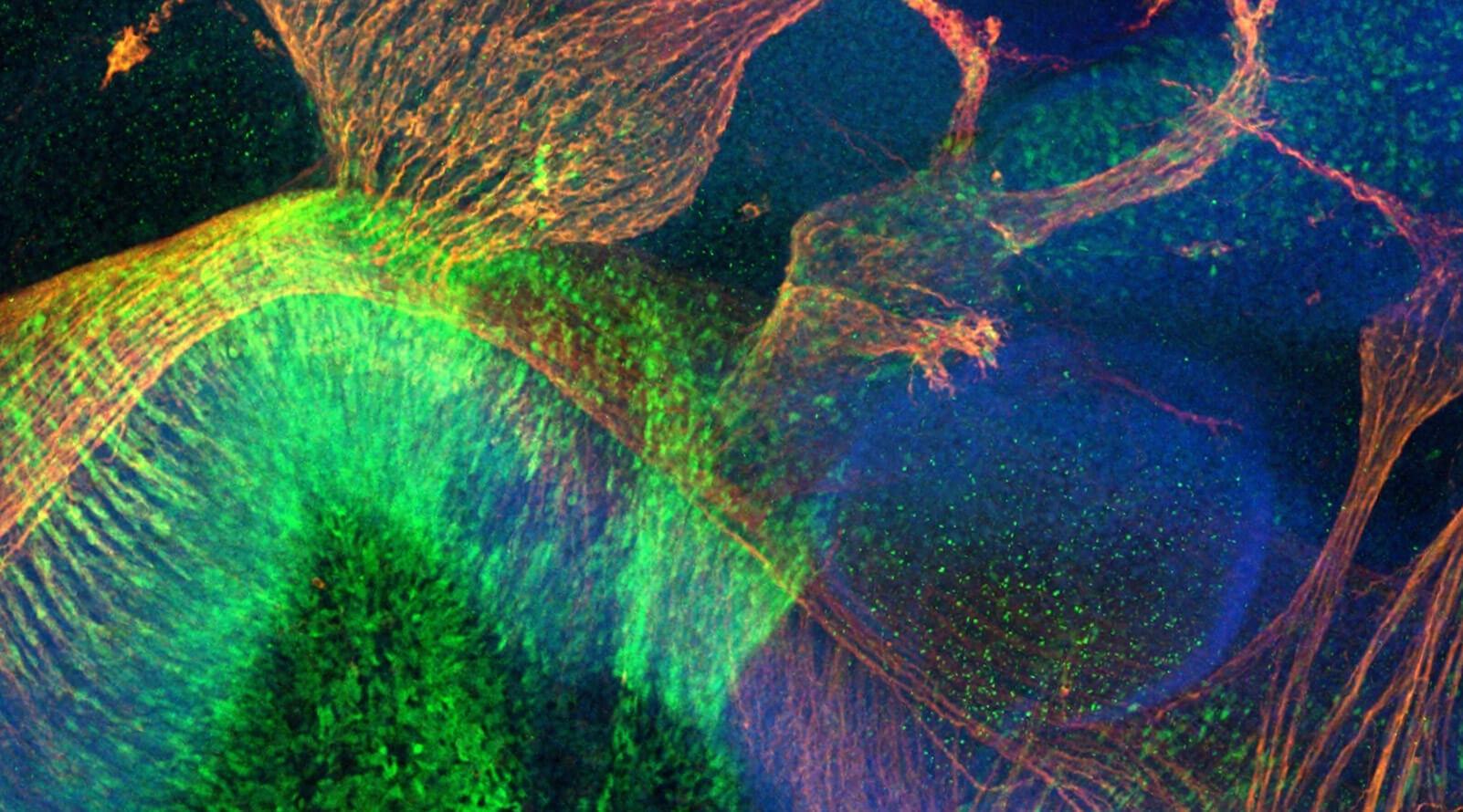 Fluorescent microscopy image