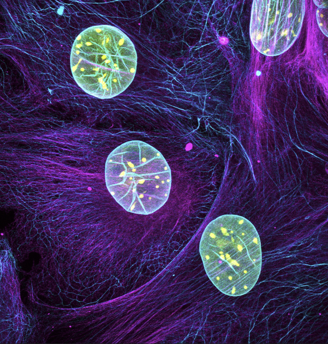 25th Anniversary Celebration… | Stowers Institute for Medical Research