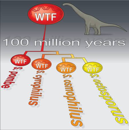 Illustration from the Zanders lab depicting selfish genes in yeast that were found to be more than 100 million years older than originally thought.