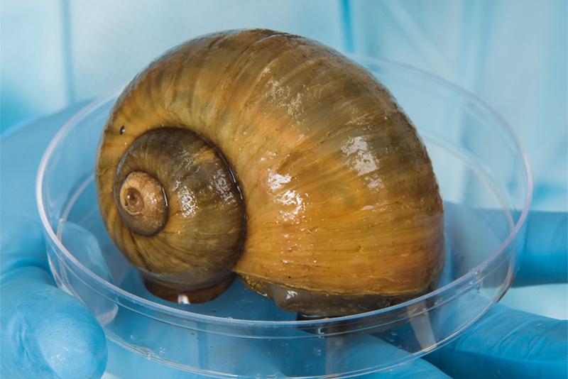 Image of a researcher holding an apple snail