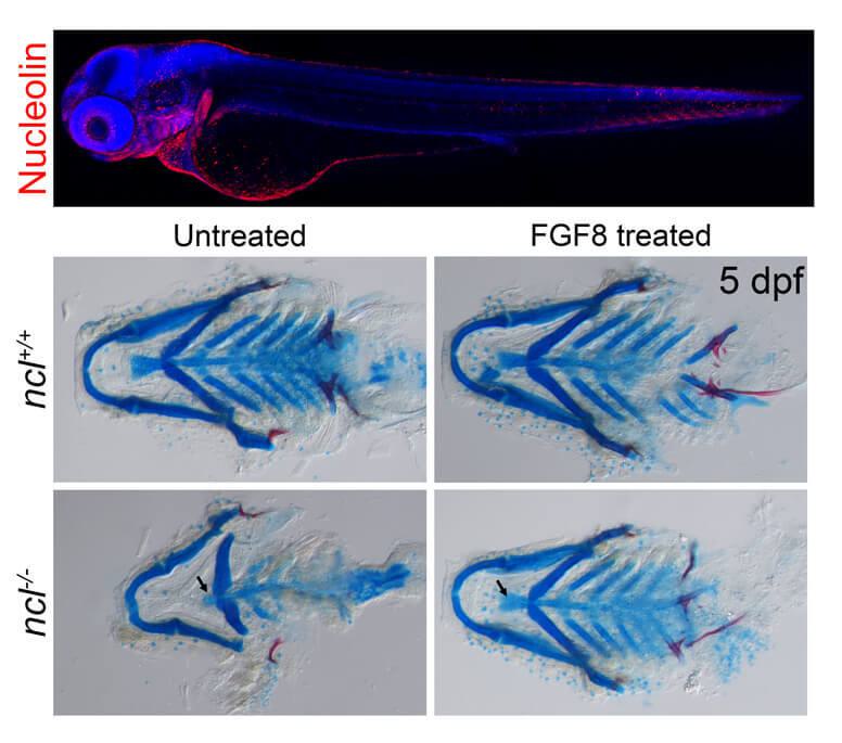 Scientific image showing Zebrafish embryos which have higher expression of Nucleolin (depicted on the top of the image in red) in the craniofacial region at three days post-fertilization. Cranioskeletal rescue at five days post-fertilization with FGF8 protein treatment in nucleolin mutant embryos depicted below this..