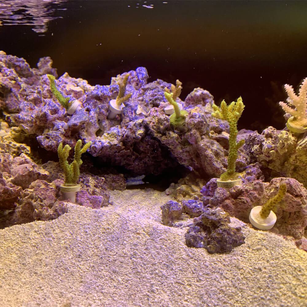 Coral  (Pacific Rice Coral Montipora capitata, and the Staghorn Coral, Acropora cervicornis) growing in a tank.
