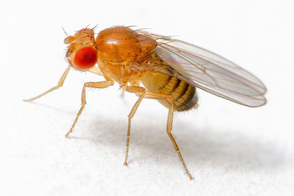 A close up image of a fruit fly.