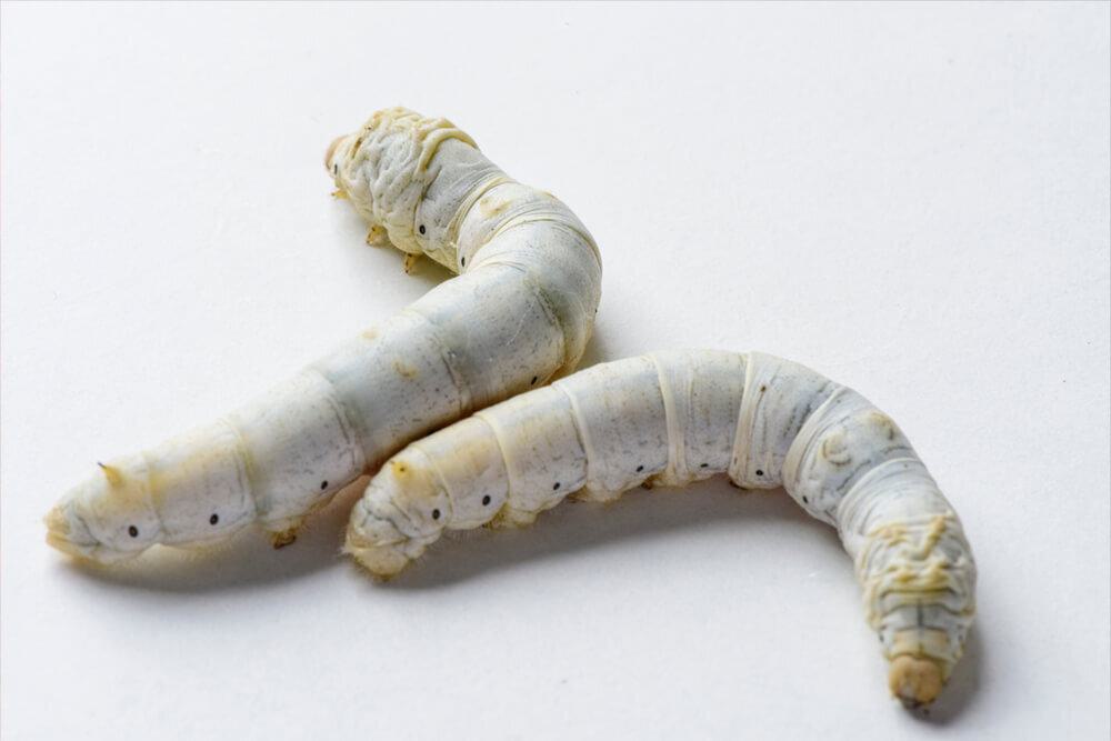 Image depicting silkworm which is studied by Scott Hawley. he silkworm, prized for the extremely long single thread of silk that makes up its cocoon, has been domesticated for over 5000 years. Although it has been the long-standing basis of the sericulture or silk farming industry, the silkworm wasn’t often the subject of biological research until the early 1900s. Now, the silkworm is one of the most well-studied lepidopteran model systems worldwide, and a recent arrival at the Stowers Institute for Medical Research.