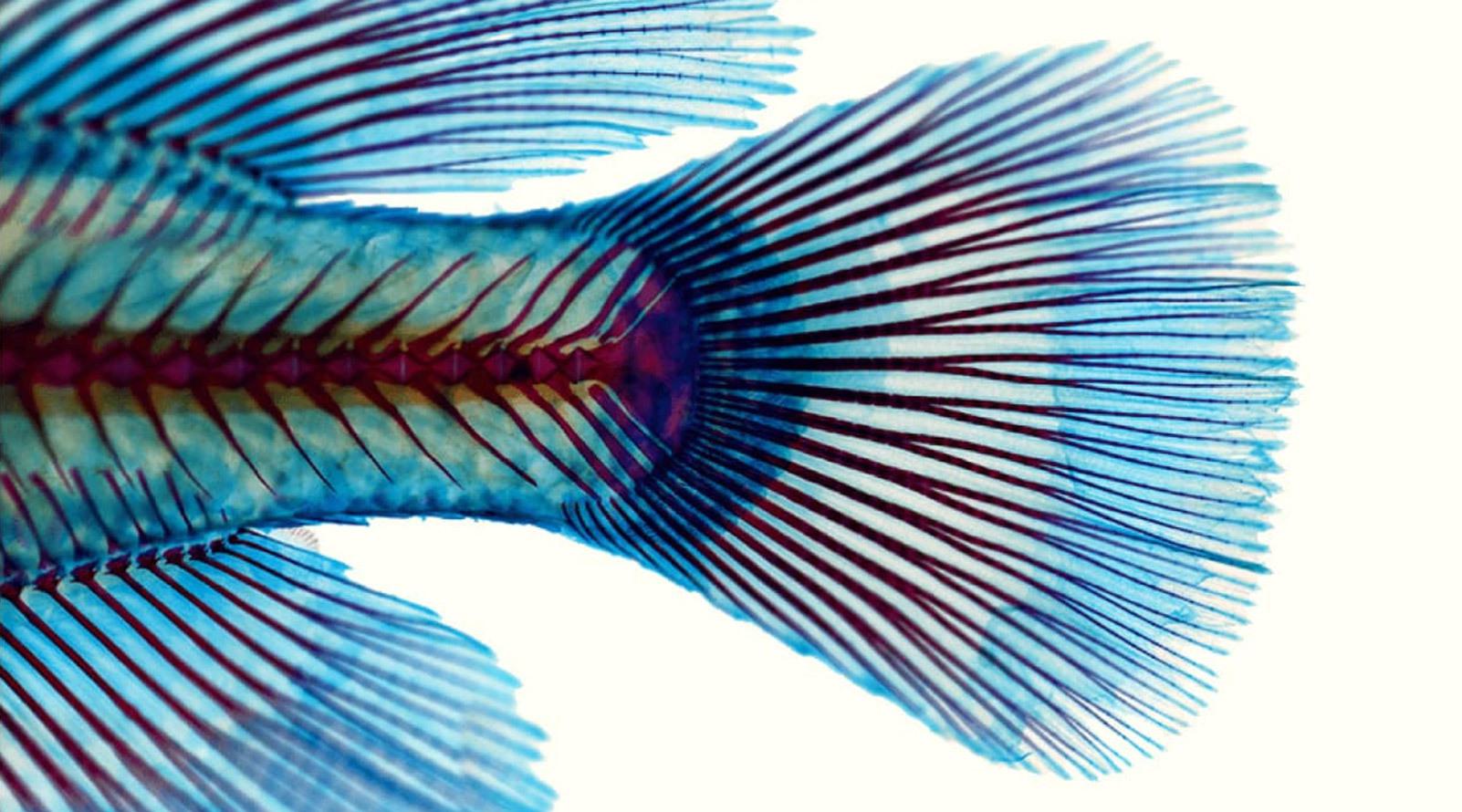 Closeup of the back fins a and tail of a fish as seen underneath a microscope