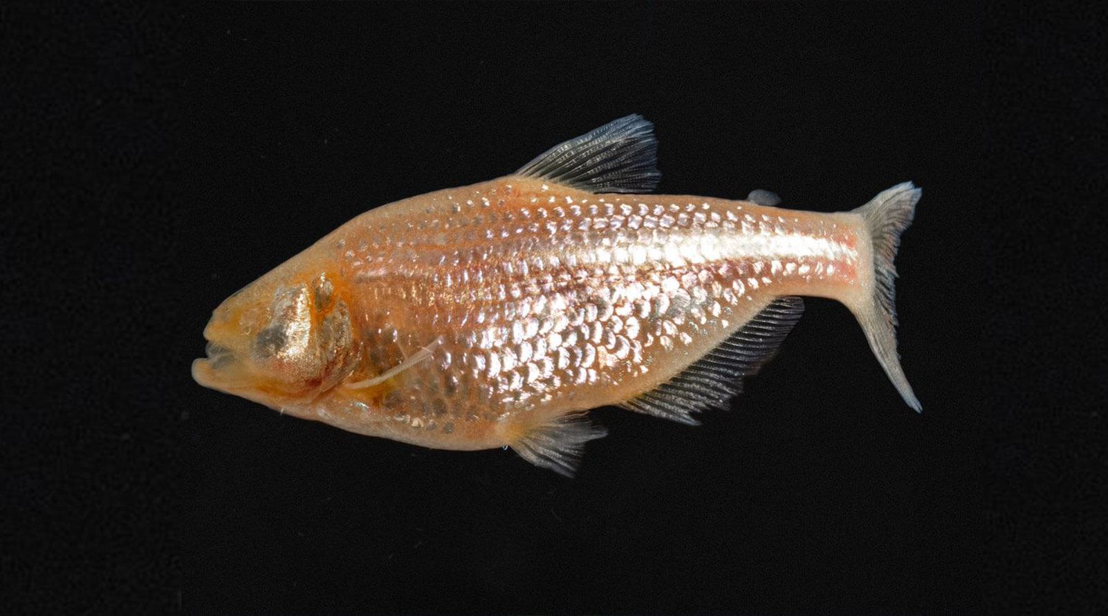 Mexican tetra cavefish, also known as Astyanax mexicanus