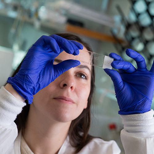 Closeup of a research scientist observing a lab sample at the Stowers Institute