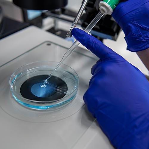 Gloved hands placing sample material in petri dish