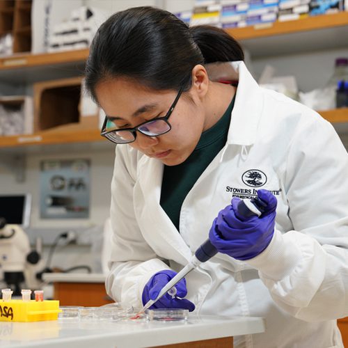 Stowers Institute