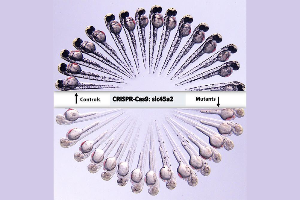 Image showing control zebrafish and albino gene zebrafish mutants