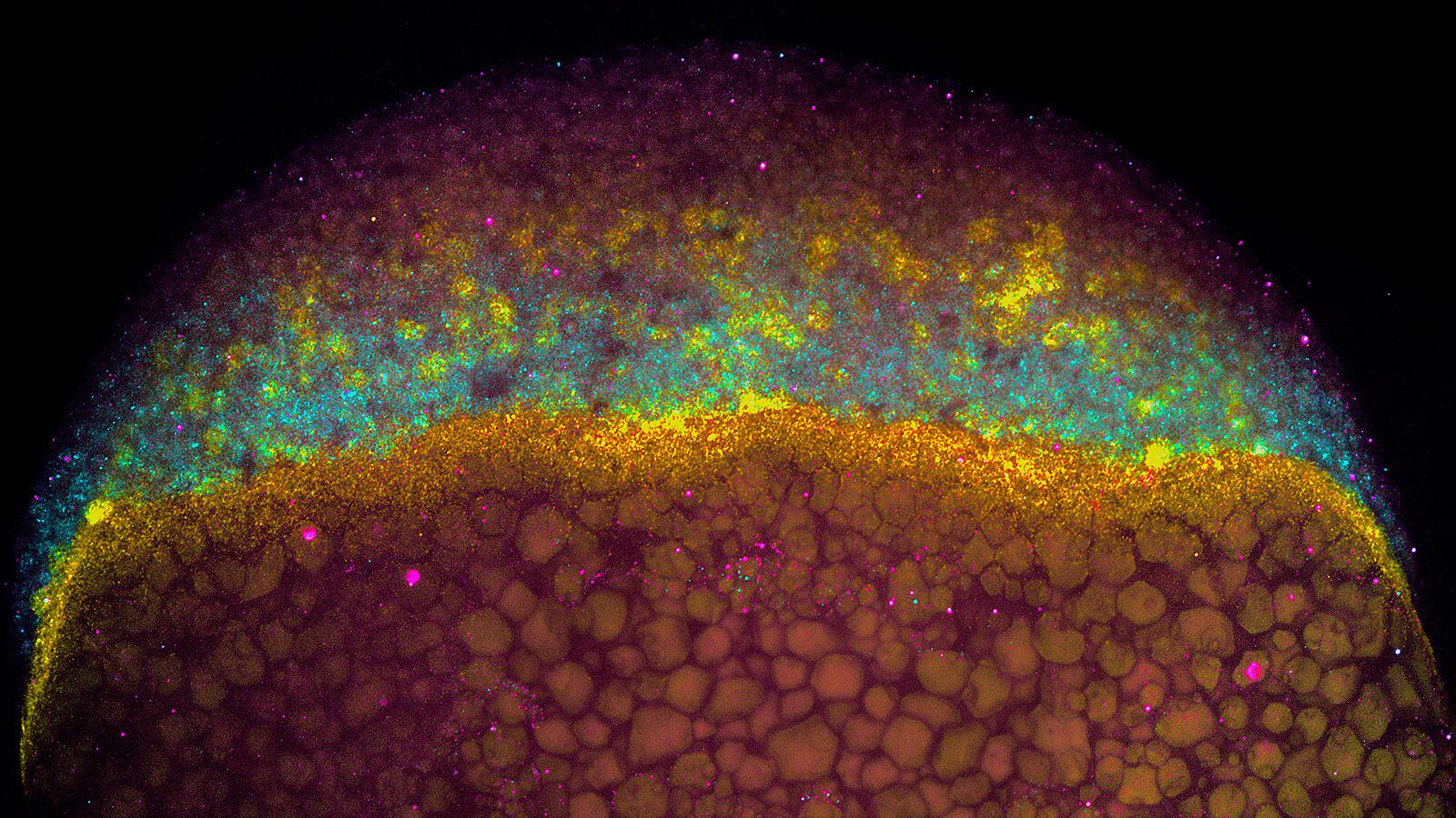 Image of 6 hour old zebrafish embryo showing ectoderm layer, mesoderm layer and endoderm layer.
