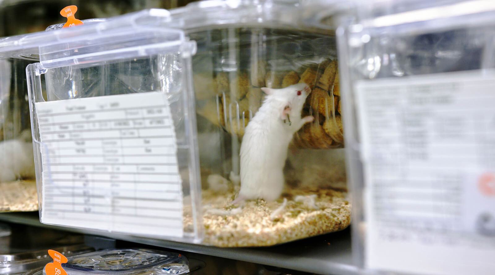A white mouse in cage with bedding