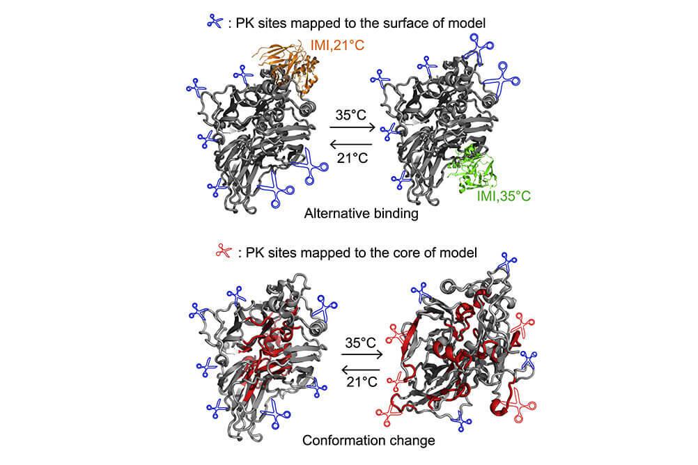 Scientific models showing how changes in growth temperature induce conformational changes or differential binding. From Domnauer et al., Molecular Cell 2021