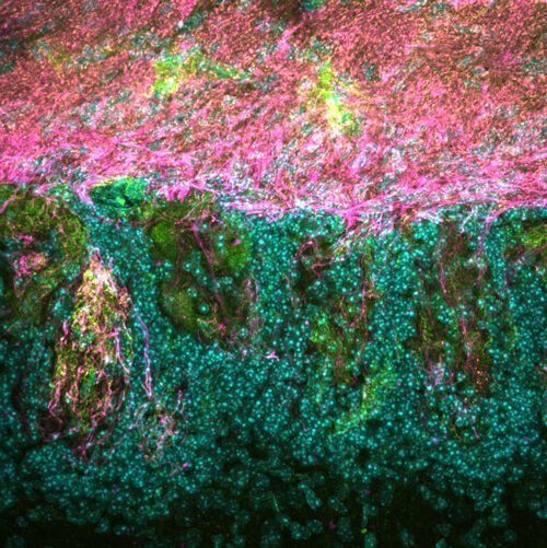Ron Yu #LookInTheLab: How does our… | Stowers Institute for Medical Research