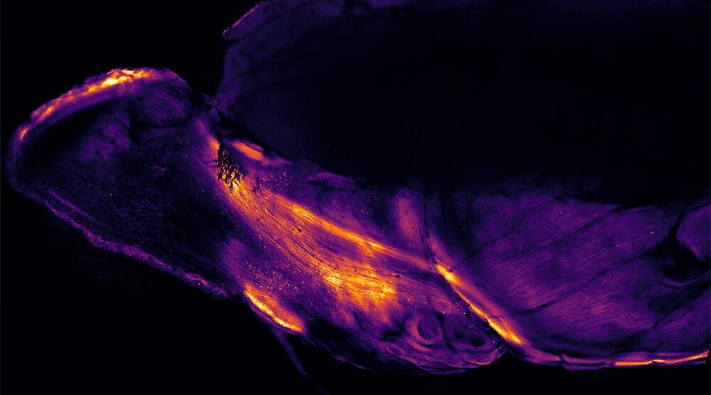 Microscopy image from the Ron Yu lab