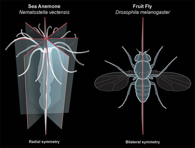 Diagrams of the radial symmetry of a sea anenome and the bilateral symmetry of a fruit fly.
