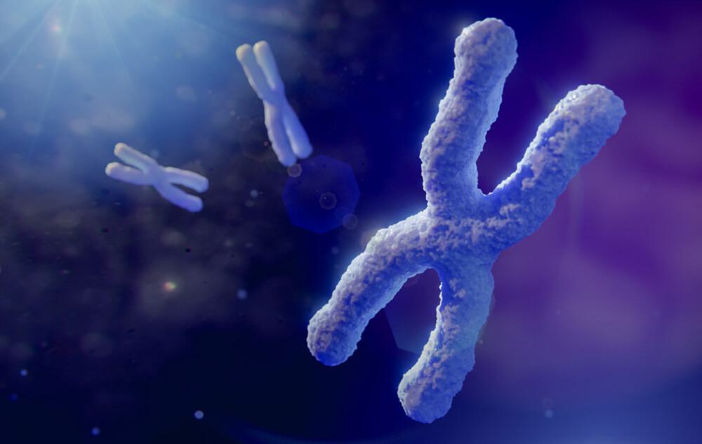 Microscopic image of metabolism chromosomes
