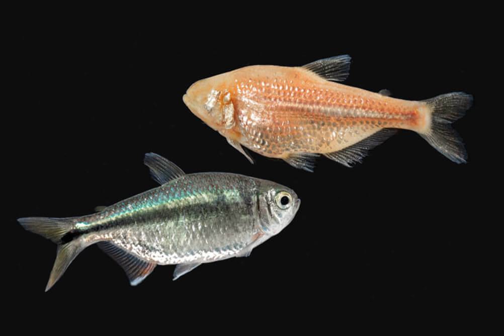 2 cave fish with and without pigment and eyes