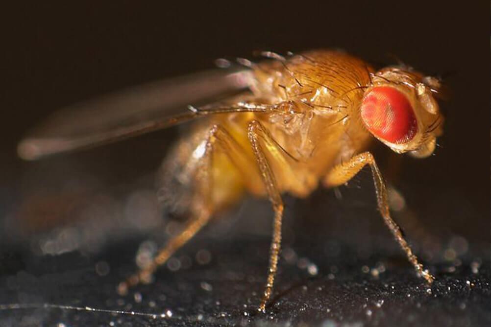 Fruit fly up close