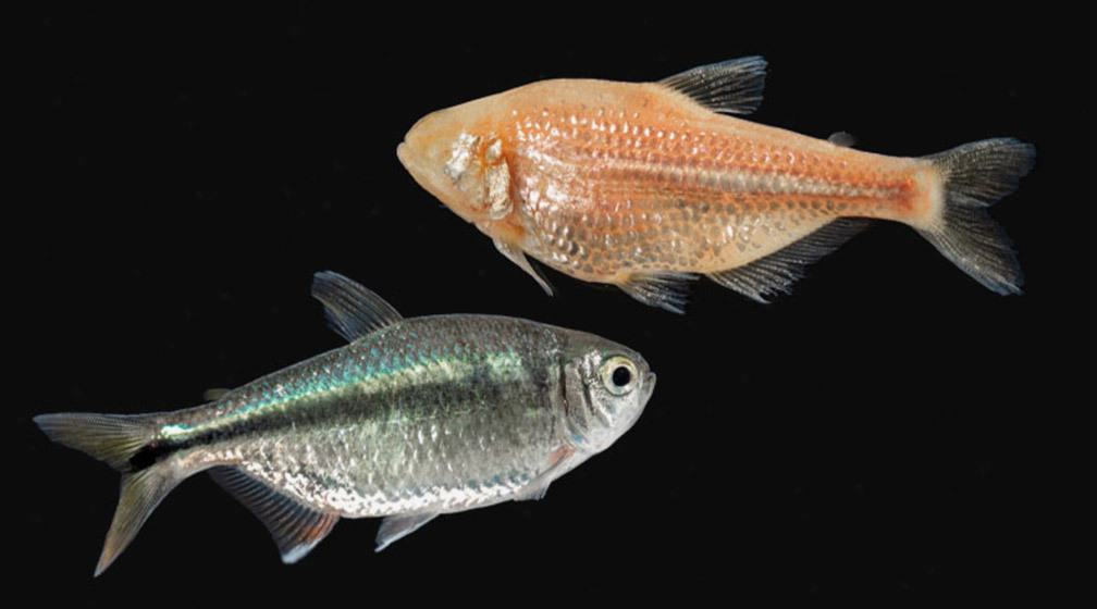 One cavefish and one surface fish