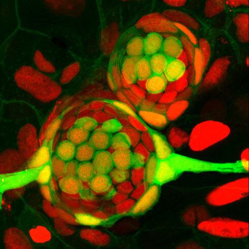 Image of regenerating cells