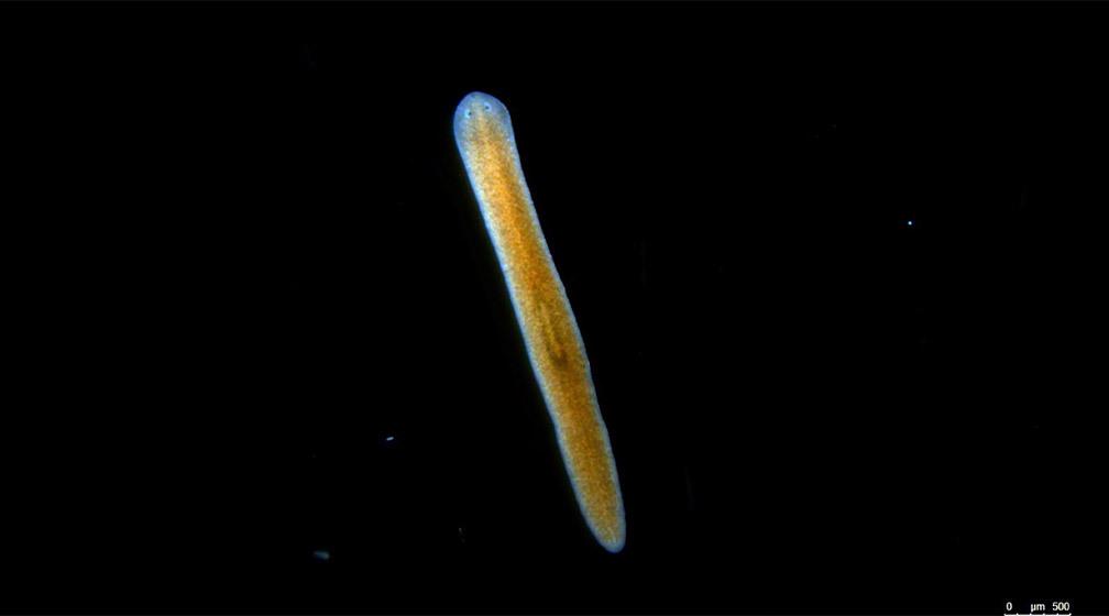 Planaria flatworm