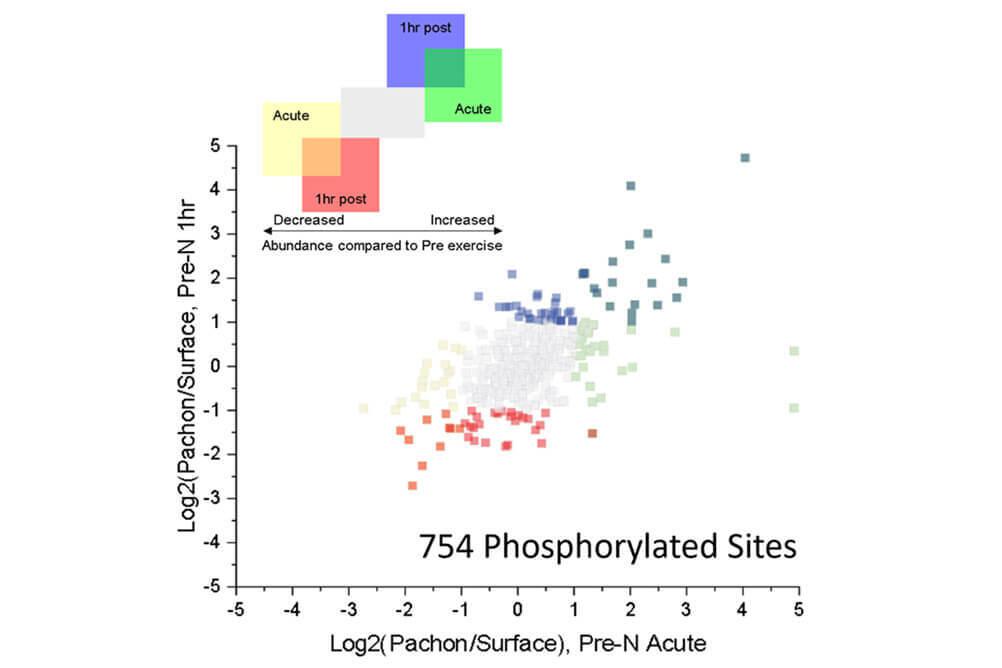 Graph showing differential analysis of phosphorylation levels. From Olsen et al., under review.