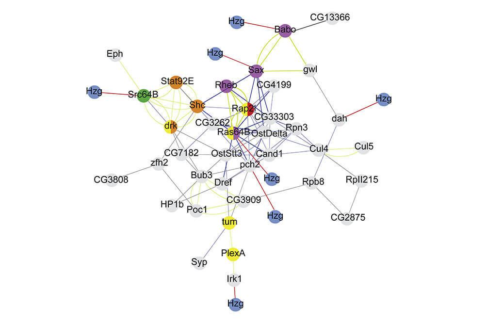 Interaction map depicting proteins interacting with Hzg. From Nil et al., Cell 2019.