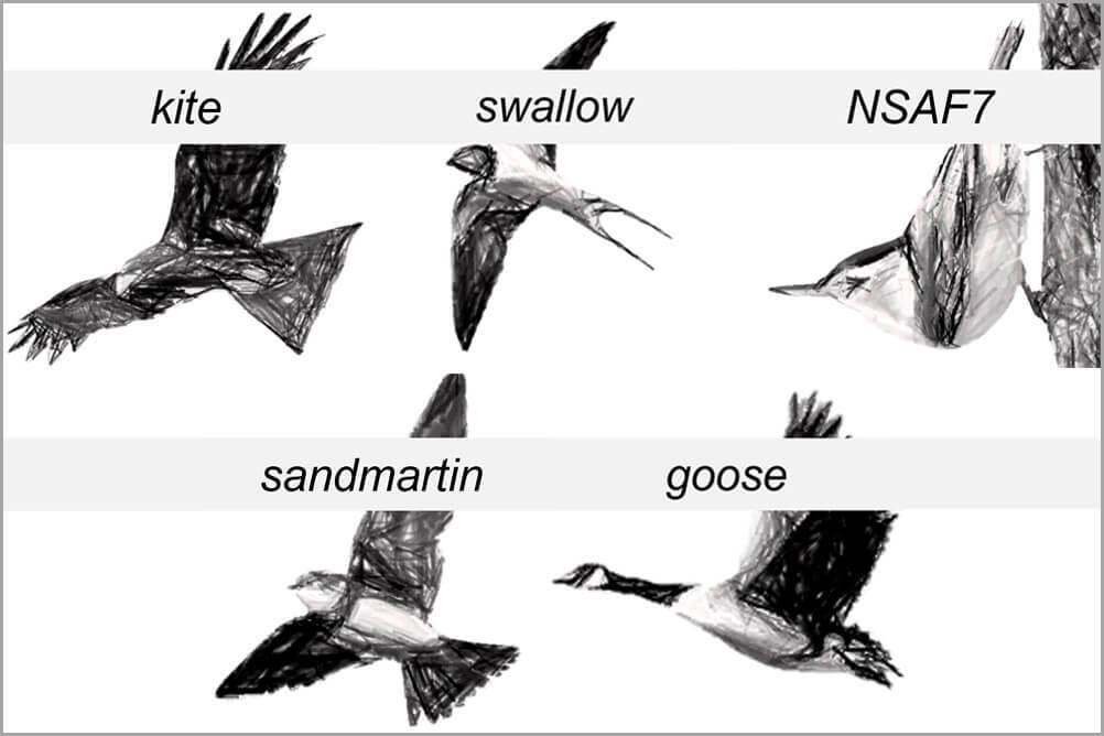 Black and white sketches of various birds.