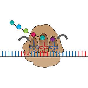 Illustration depicting ribosome regulation.