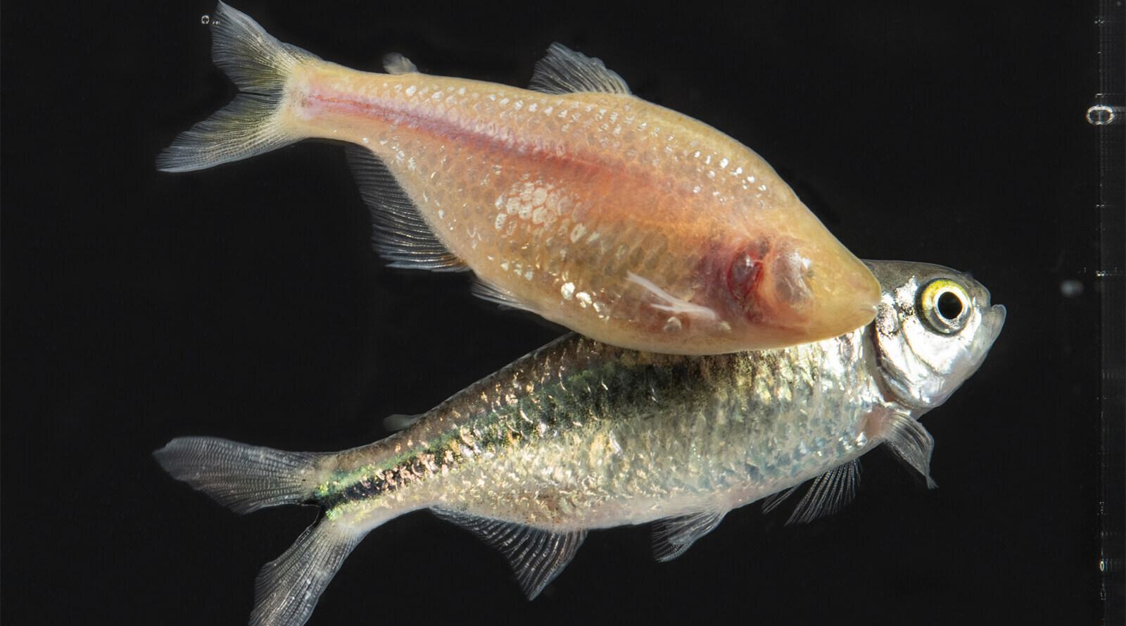 Picture of an cavefish lacking pigmentation and eyes above a surface (river) fish which has both eyes and pigmentation. The fish are used to study metabolism, diabetes, and metabolic disease in the lab of Nicolas Rohner.