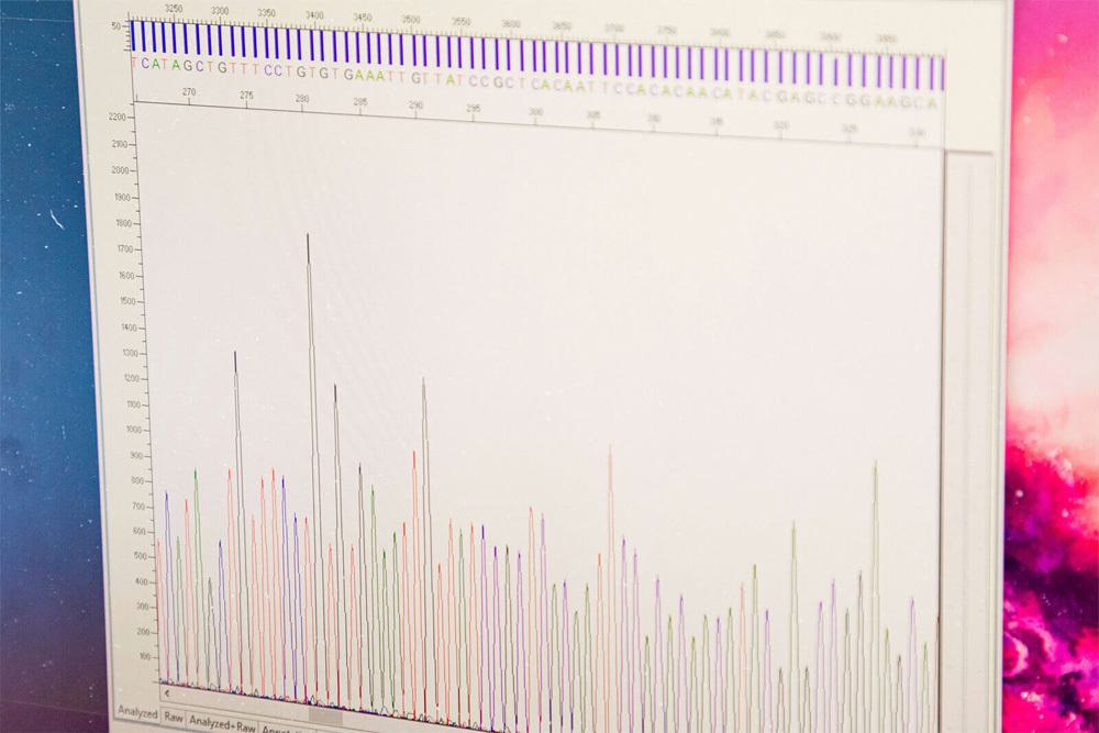 Capillary view of a Sanger sequencing run indicating the DNA sequence of a given sample and base intensities for each base