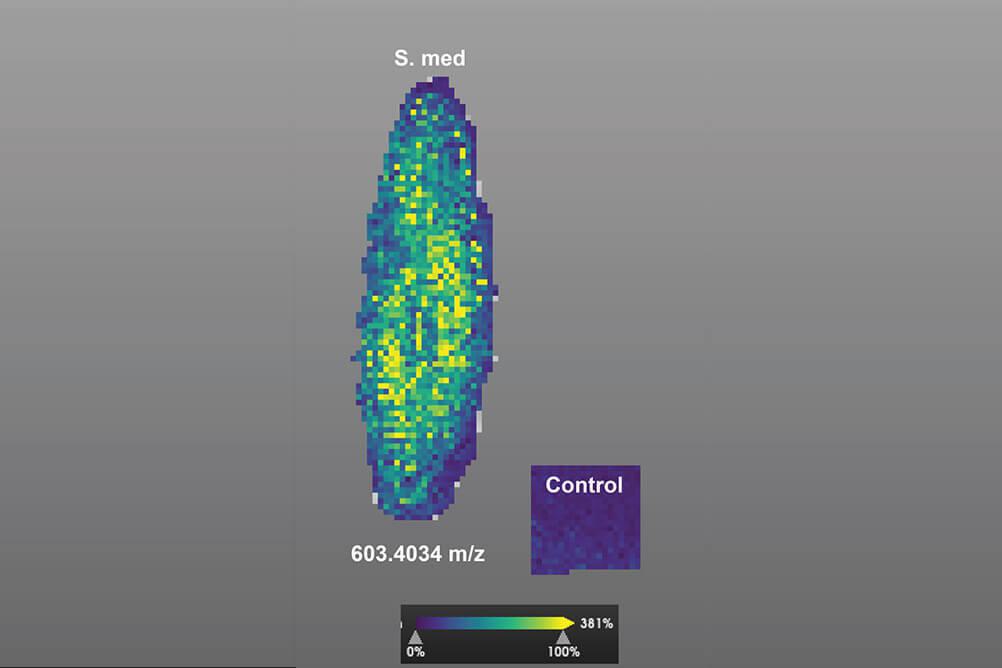 Image showing distribution of lipid ions in sagittal section of planaria worm.