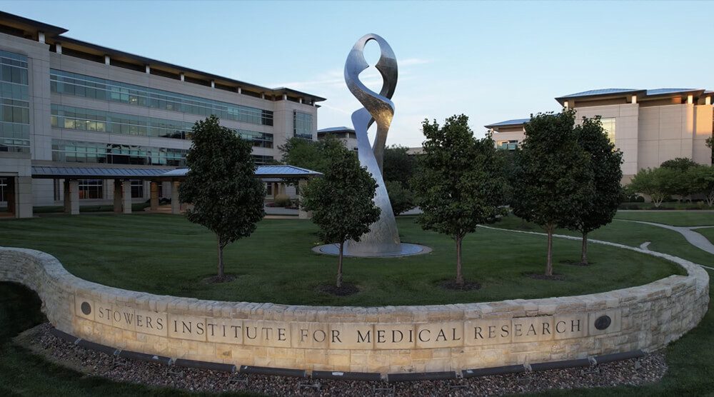 An experiment that worked | Stowers Institute for Medical Research