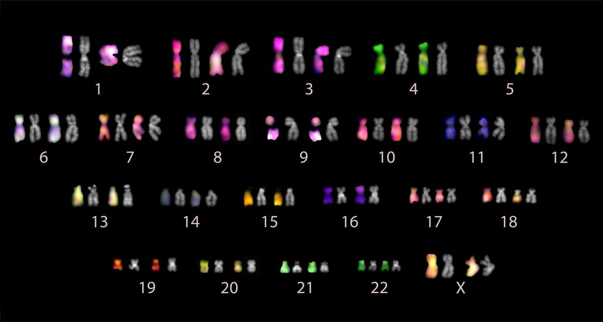 A microscopic image of the pairs of chromosomes analyzed in the T2T complete human genome sequencing project