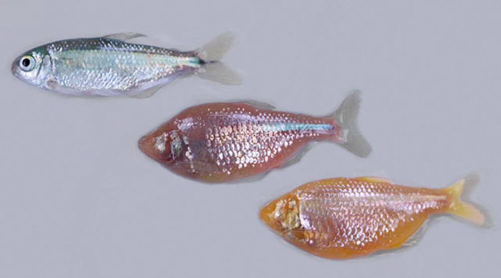 Comparison of two cavefish and one surface fish