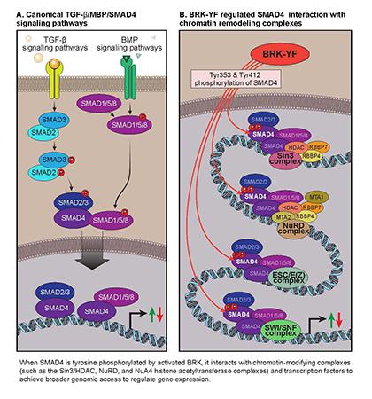 Tumor suppression proteins