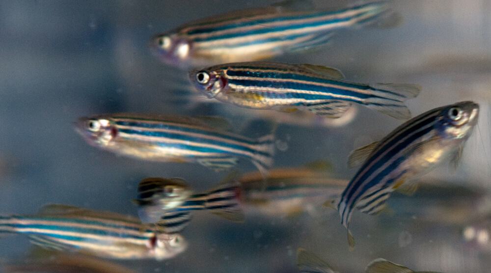 Image of zebrafish swimming used for study in the Piotrowski, Sanchez Alvarado, and other labs at Stowers to help study regeneration.