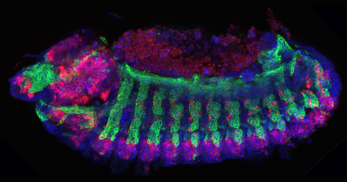 Helmlinger Lab Zeitlinger Lab | Stowers Institute for Medical Research